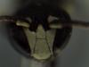 Hylaeus sinuatus